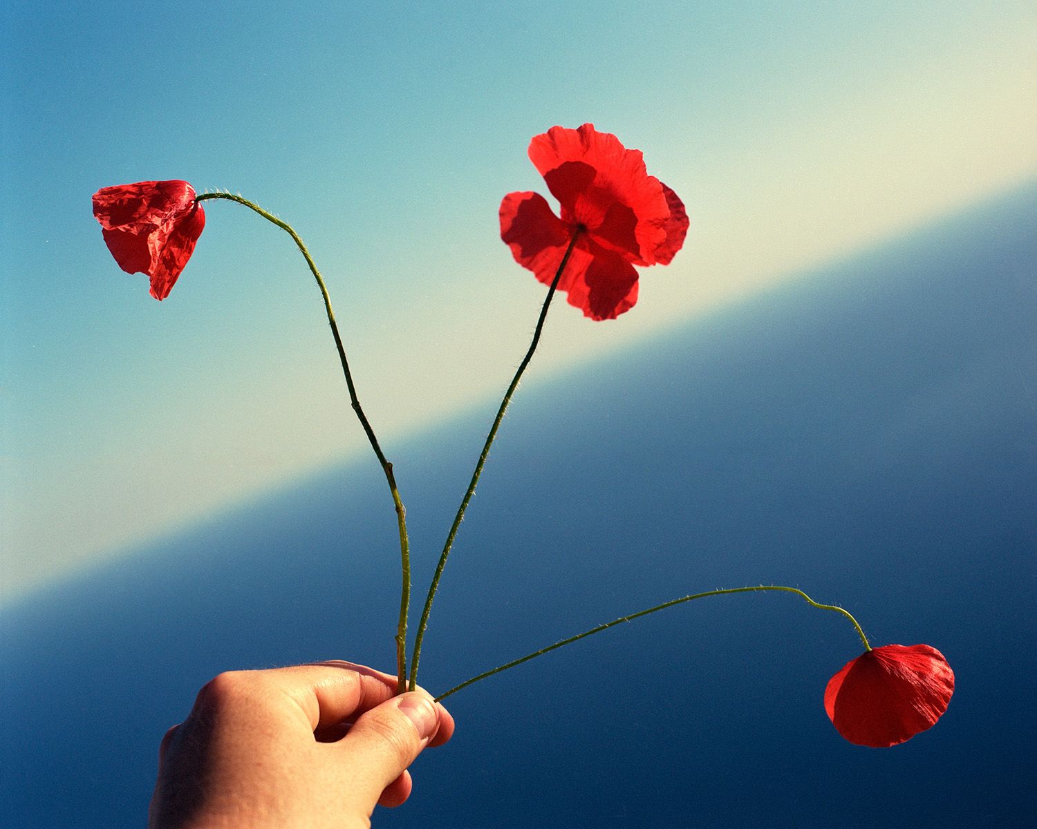 Tyrrhenian Sea Poppy